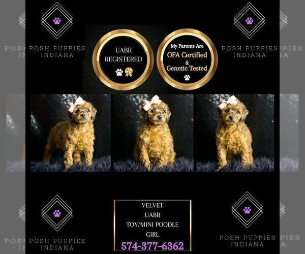 Medium Photo #6 Poodle (Toy) Puppy For Sale in WARSAW, IN, USA