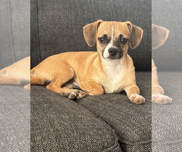 Medium Photo #3 Chug Puppy For Sale in Corona, CA, USA