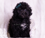 Small #6 Poodle (Toy)