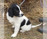 Puppy 2 German Shorthaired Pointer-Great Pyrenees Mix