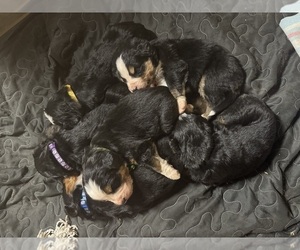 Bernedoodle Puppy for sale in LAMBERTVILLE, MI, USA