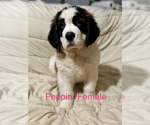 Medium Photo #1 Saint Bernard Puppy For Sale in INDIANTOWN, FL, USA