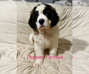 Saint Bernard Puppy for sale in INDIANTOWN, FL, USA