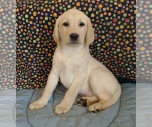 Labrador Retriever Puppy for sale in CALIENTE, CA, USA