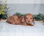 Puppy Khloe Dachshund