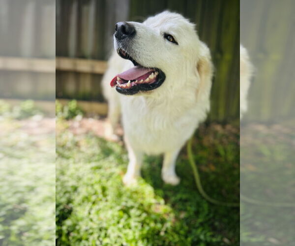 Medium Photo #5 Great Pyrenees Puppy For Sale in Spring, TX, USA