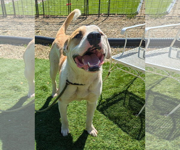 Medium Photo #6 Mastiff-Unknown Mix Puppy For Sale in Calhoun, GA, USA