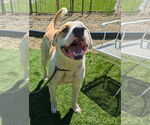 Small #5 Mastiff Mix