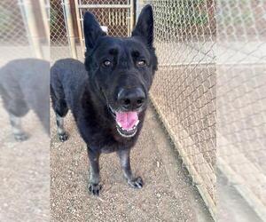German Shepherd Dog-Unknown Mix Dogs for adoption in Plano, TX, USA