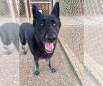 Small German Shepherd Dog Mix