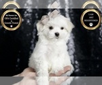 Puppy Flutternut AKC Maltese
