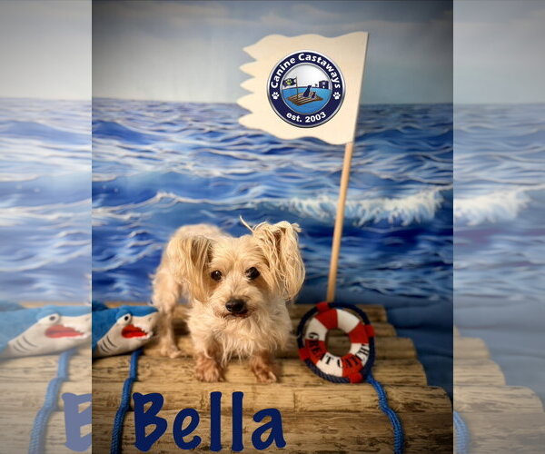 Medium Photo #4 Mutt Puppy For Sale in Arcadia, FL, USA