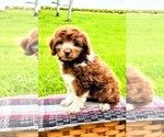 Small Photo #4 F2 Aussiedoodle Puppy For Sale in GARNETT, KS, USA