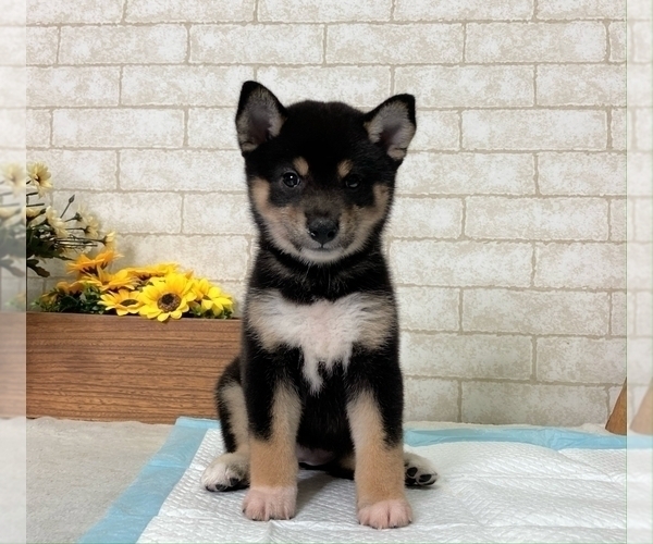 Medium Photo #2 Shiba Inu Puppy For Sale in MANHATTAN, NY, USA