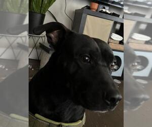 Labrador Retriever Dogs for adoption in San Antonio, TX, USA