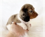 Small #8 Dachshund