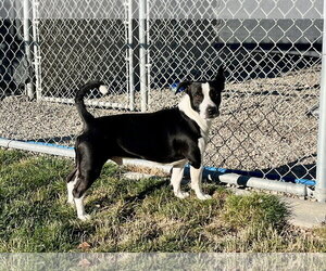 Adoption Pending - Ringo - Male Mutt Dog for Adoption - Photo #2