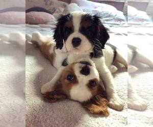 Cavalier King Charles Spaniel Puppy for sale in LA TIJERA, CA, USA