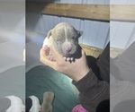 Puppy Puppy 2 American Pit Bull Terrier