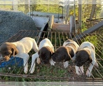 Small Photo #4 German Shorthaired Pointer Puppy For Sale in BRISTOL, TN, USA