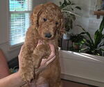 Small #4 Poodle (Standard)