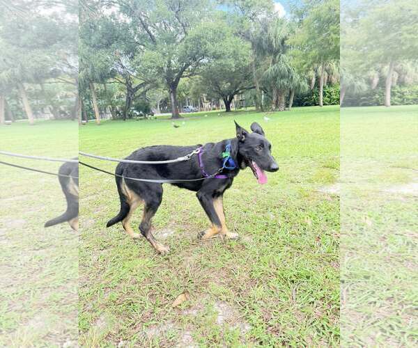 Medium Photo #5 Mutt Puppy For Sale in Pompano Beach , FL, USA