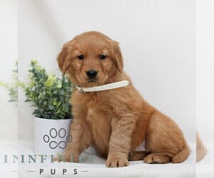 Golden Retriever Puppy for sale in LITITZ, PA, USA