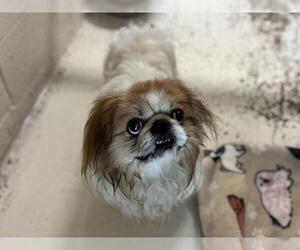 Pekingese Dogs for adoption in Raleigh, NC, USA