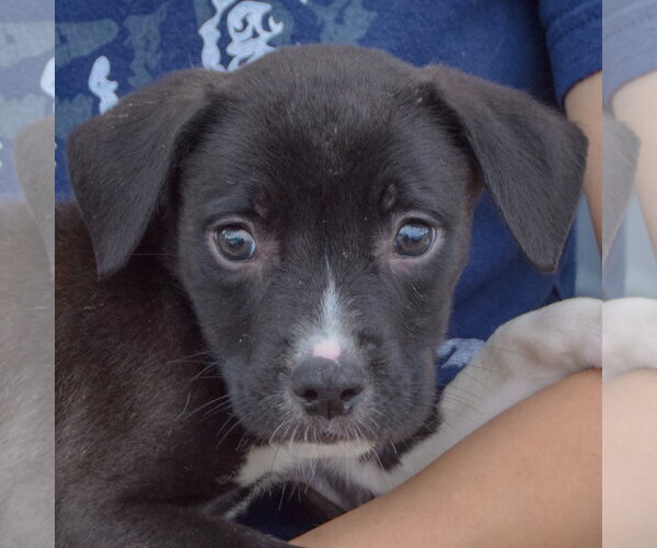 Medium Photo #5 American Staffordshire Terrier-Border Collie Mix Puppy For Sale in Huntley, IL, USA
