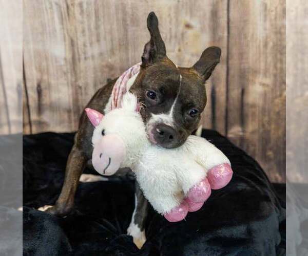 Medium Photo #4 Bull-Boxer Puppy For Sale in Kennesaw, GA, USA