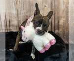 Small #3 Bull-Boxer