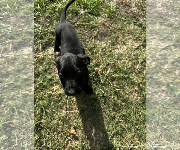 Medium Photo #2 Labrador Retriever-Unknown Mix Puppy For Sale in The Woodlands, TX, USA