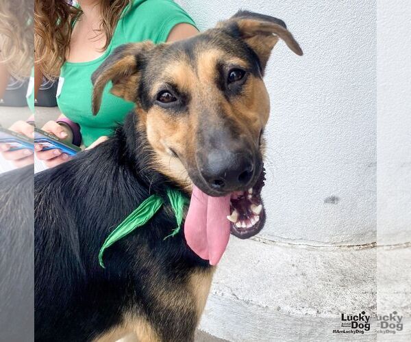 Medium Photo #2 German Shepherd Dog-Unknown Mix Puppy For Sale in Washington, DC, USA