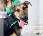 Small #1 German Shepherd Dog Mix