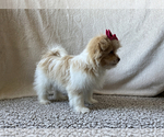 Small Photo #3 Shiranian Puppy For Sale in CALLAO, MO, USA