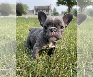 French Bulldog Puppy for sale in GRANGER, IN, USA