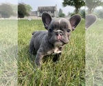 Small Photo #1 French Bulldog Puppy For Sale in GRANGER, IN, USA