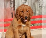 Small Photo #6 Golden Irish Puppy For Sale in JONES, MI, USA