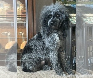 Father of the Labradoodle-Poodle (Toy) Mix puppies born on 08/09/2026