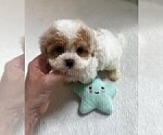 Small #9 Maltipoo