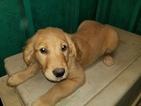Small Photo #5 Golden Retriever Puppy For Sale in DUVALL, WA, USA