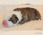 Small Photo #6 English Bulldog Puppy For Sale in WINNSBORO, TX, USA