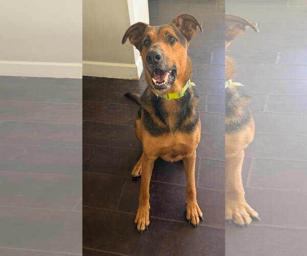 Medium Photo #2 Doberman Pinscher-Unknown Mix Puppy For Sale in Oceanside, CA, USA