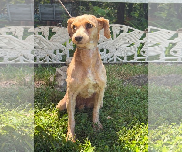 Medium Photo #2 Poodle (Miniature) Puppy For Sale in HOPKINSVILLE/PRINCETON, KY, NH, USA