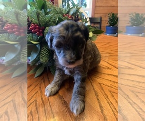 Schnoodle (Miniature) Puppy for sale in SILER CITY, NC, USA