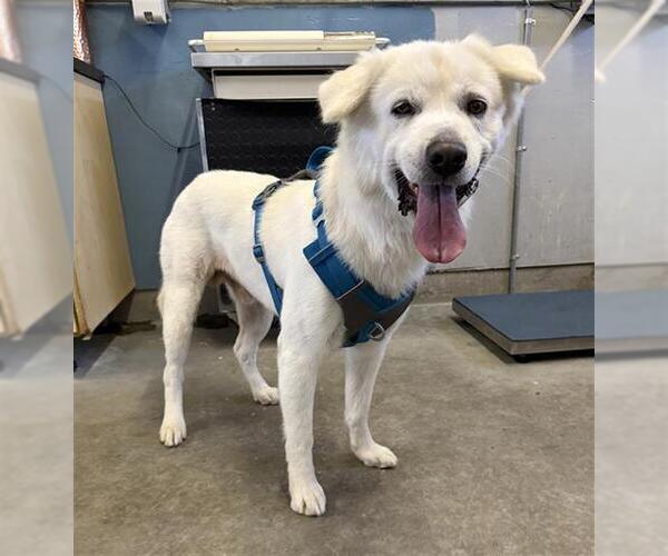 Medium Photo #1 Samoyed-Unknown Mix Puppy For Sale in Camarillo, CA, USA