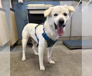 Samoyed-Unknown Mix Dogs for adoption in Camarillo, CA, USA