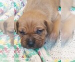 Small Photo #1 Cane Corso Puppy For Sale in TOMBALL, TX, USA