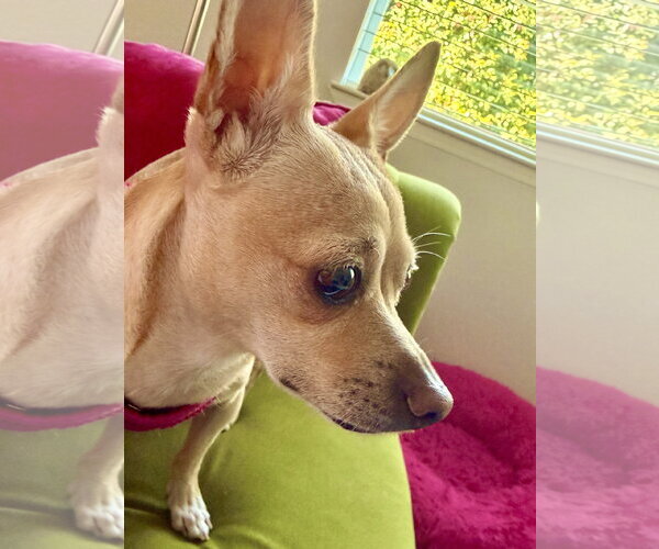 Medium Photo #3 Chihuahua-Unknown Mix Puppy For Sale in San Francisco, CA, USA