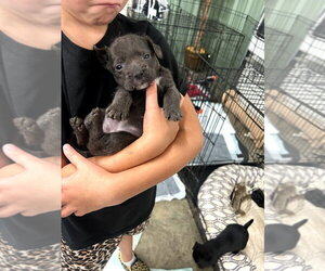 Miniature Schnauzer-Unknown Mix Dogs for adoption in Mooresville, NC, USA